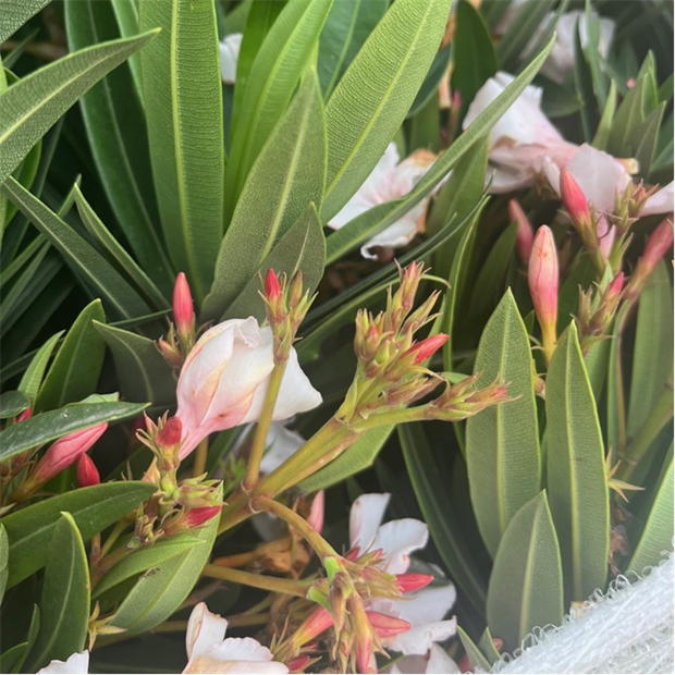 White - YouGarden - Oleander Bush White Soeur Agnes 15cm